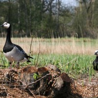 IMG_0928
