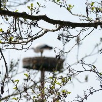 IMG_0951