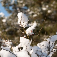 IMG_0780